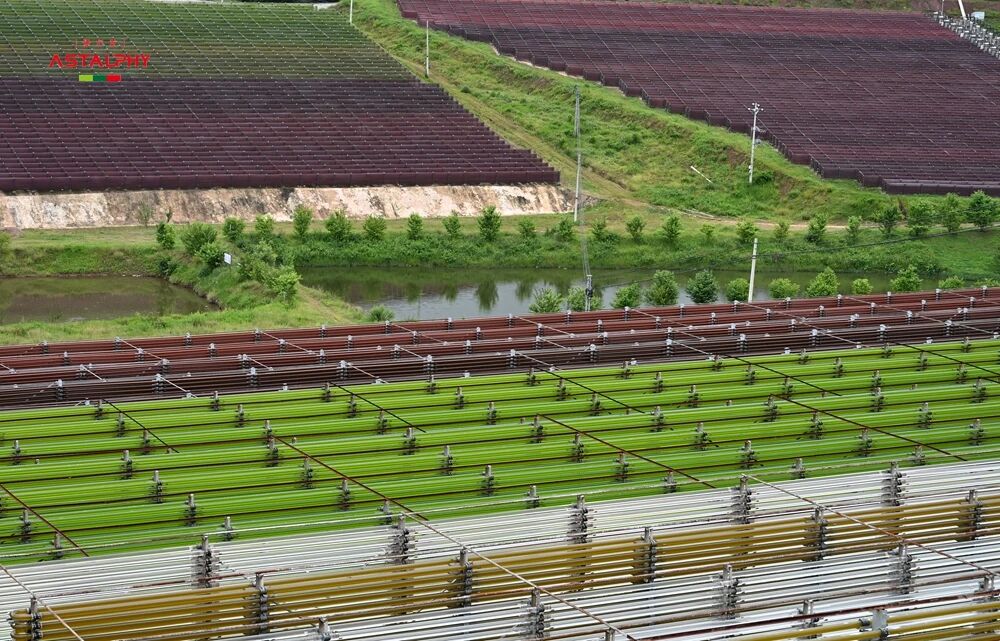 蝦青素的生物活性及其提取方式